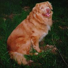 Nova scotia duck tolling retriever Marquis R'I'P