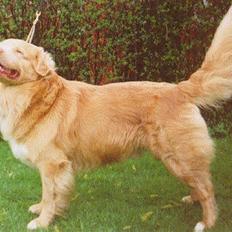 Nova scotia duck tolling retriever Marquis R'I'P