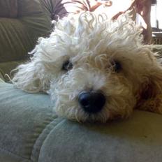 Blanding af racer Tulle