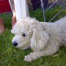 Blanding af racer Tulle