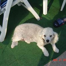 Blanding af racer Tulle