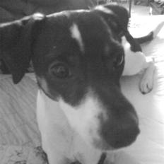 Dansk svensk gaardhund Jønne