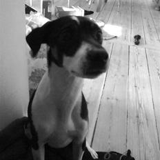 Dansk svensk gaardhund Jønne