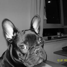 Fransk bulldog Pumba