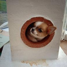 Blanding af racer pjevs