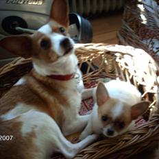 Blanding af racer pjevs