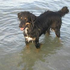 Blanding af racer Ronja