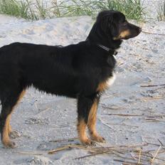 Blanding af racer Ronja