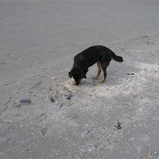 Blanding af racer Ronja