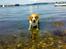 Blanding af racer Kato - vand hund :-*