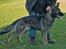 Schæferhund Diego - efterårs dag til hundetræning