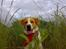 Blanding af racer Kato - hihi mors hund  :-)