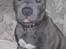 Staffordshire bull terrier Lucifer - 4 ½ mdr