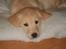 Golden retriever Idun - så er jeg ankommet til mit nye hjem og det er dejligt her har man lammetæpper