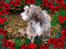 Bearded collie Bounty R.I.P - Farvel kære Bounty og hvil i fred, gamle dreng, tak for alt i de 13 år vi havde hinanden. 