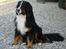 Berner sennenhund Nadia - (død 2007) - Ejendommens herskerinde.
