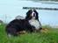 Berner sennenhund Nadia - (død 2007) - Dronning af Møn