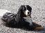 Berner sennenhund Nadia - (død 2007) - Sådan en smuk pige pynter da på enhver gårdsplads.