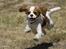 Cavalier king charles spaniel Emma