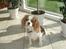 Cavalier king charles spaniel Emma