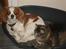 Cavalier king charles spaniel Emma