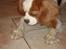 Cavalier king charles spaniel Emma