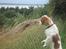 Cavalier king charles spaniel Emma