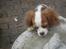 Cavalier king charles spaniel Emma