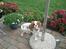 Cavalier king charles spaniel Emma