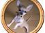 Chihuahua ~ Kelbi ~