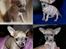 Chihuahua ~ Kelbi ~ - Kelbi (6-8 uger gammel)