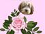 Bearded collie Bounty R.I.P - Billed jeg har modtaget en en HG bruger...... tak.....