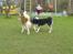 Siberian husky Aslan - aslan med sin far og mor