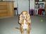 Cocker spaniel Sisse  - Sara hvad laver vi . . . 