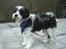 Tibetansk terrier Oscar