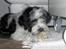 Tibetansk terrier Oscar