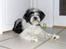 Tibetansk terrier Oscar