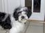 Tibetansk terrier Oscar