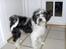 Tibetansk terrier Oscar
