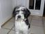 Tibetansk terrier Oscar
