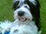 Tibetansk terrier Oscar - Her hopper han op på vores trampolin
