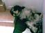 Tibetansk terrier Oscar