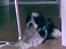 Tibetansk terrier Oscar
