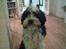 Tibetansk terrier Oscar
