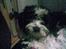 Tibetansk terrier Oscar