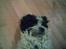 Tibetansk terrier Oscar