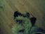 Tibetansk terrier Oscar