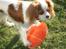 Cavalier king charles spaniel Emma