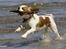 Cavalier king charles spaniel Emma