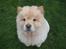 Chow chow Mille